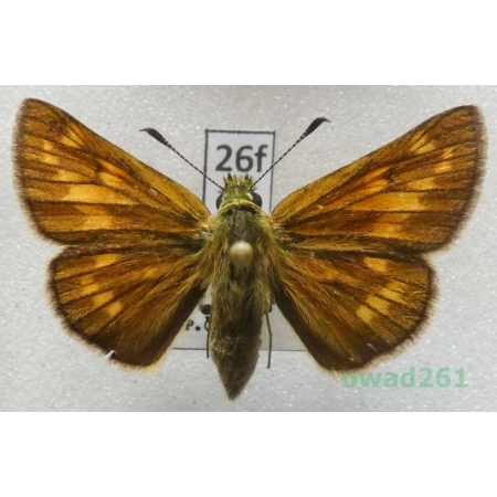 Ochlodes sylvanus (Esper, 1777) Czech26f